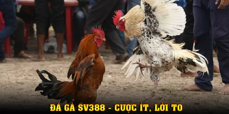 Cược ít, lời to khi tham gia chọi kê tại sảnh SV388
